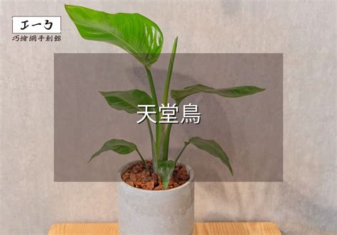 天堂鳥種子|天堂鳥植物完全栽培指南 從選擇到養護 